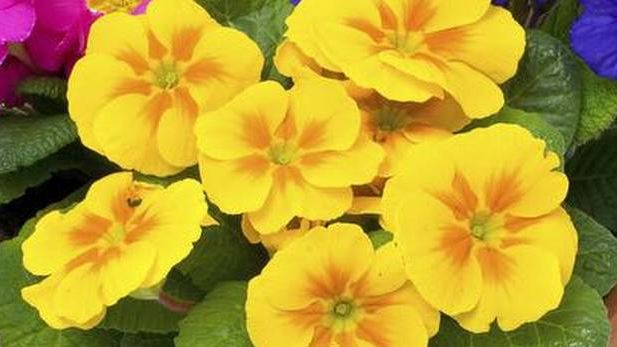 yellowflower