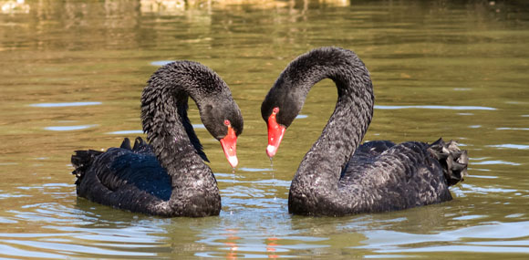 blackswans580