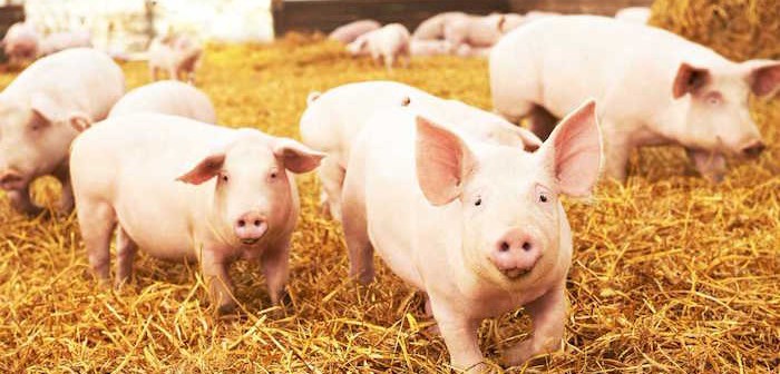 pigs-on-straw1-700x336