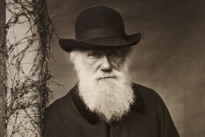 darwin