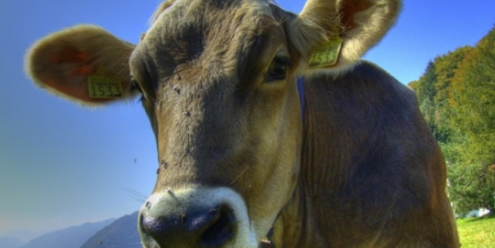 moo