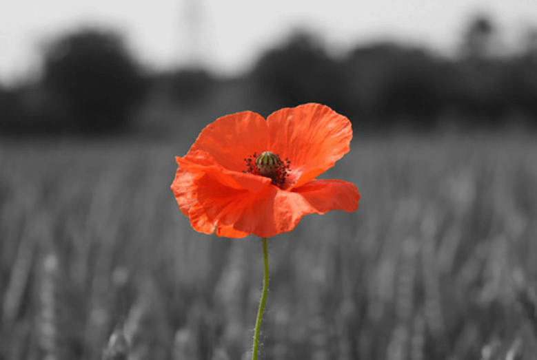 poppy
