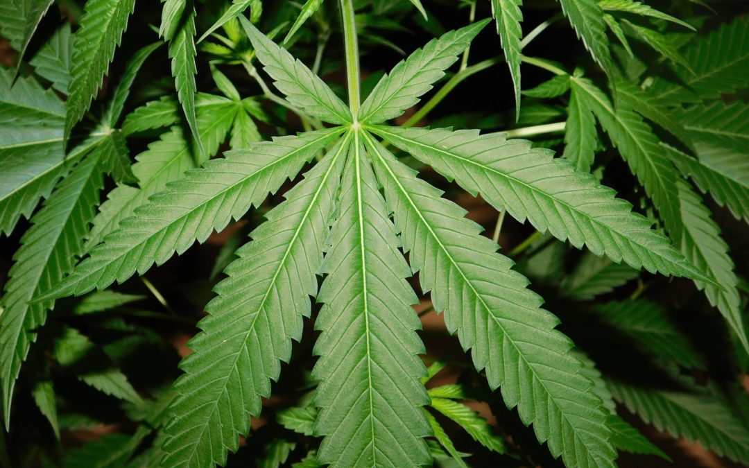 Aurora, Aphria chosen to grow medical pot in Germany, Europe’s largest market