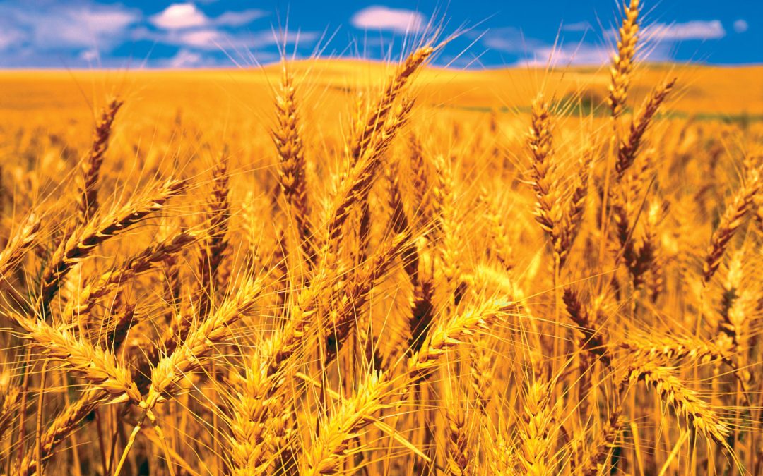 Wheat prices surge to 2012 high, threatening to speed food inflation