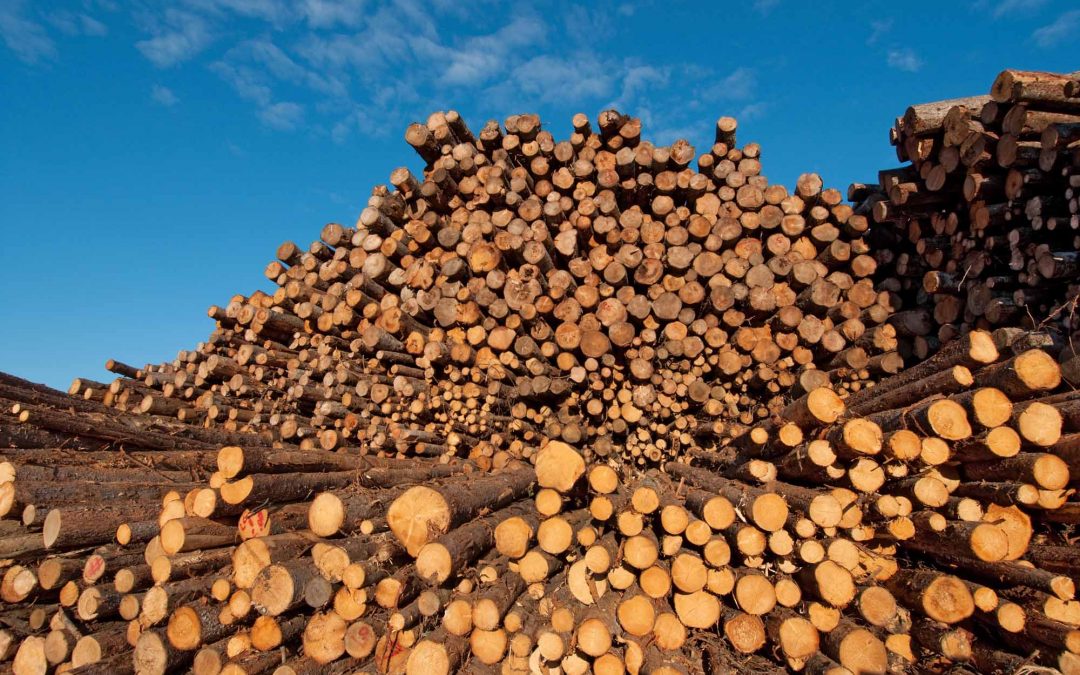 Ottawa will challenge higher duties on Canadian lumber into U.S.